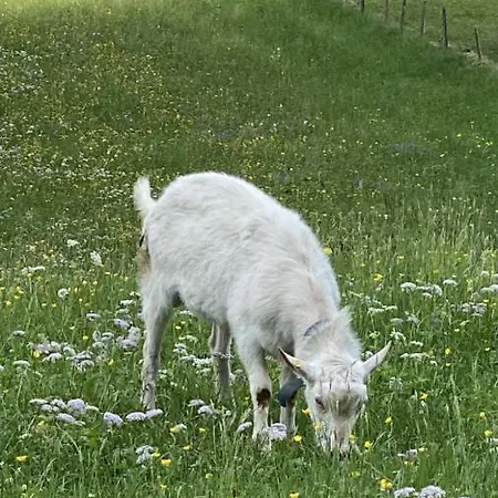 The Cow