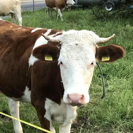 The Cow * Kandersteg