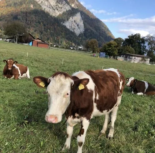 The Cow Kandersteg