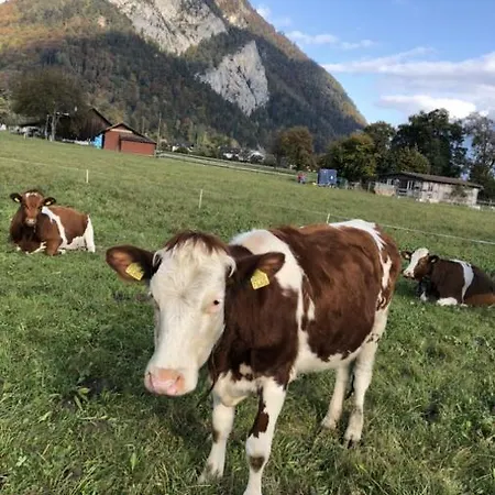 The Cow Kandersteg