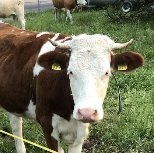 The Cow * كاندرستغ